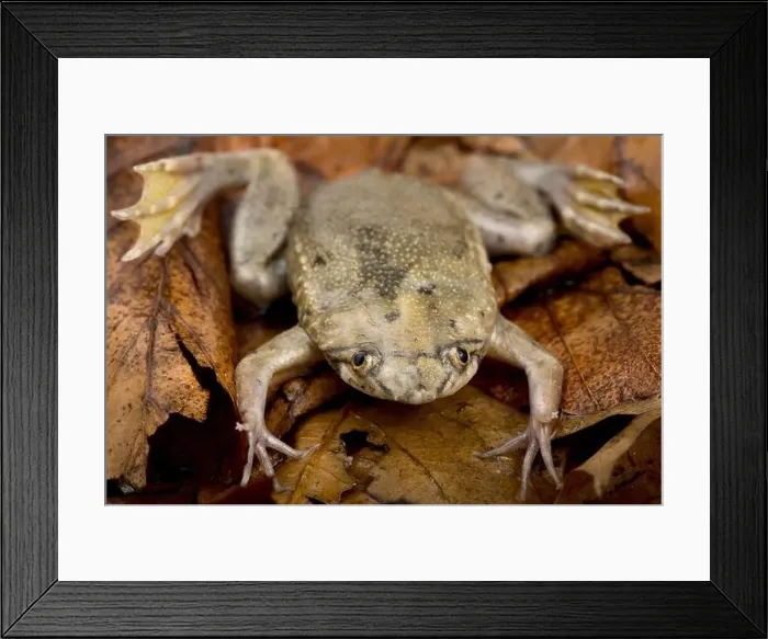 Framed Print : Carvalho's Surinam Toad (Pipa carvalhoi) Framed Print : Carvalho's Surinam Toad (Pipa carvalhoi)