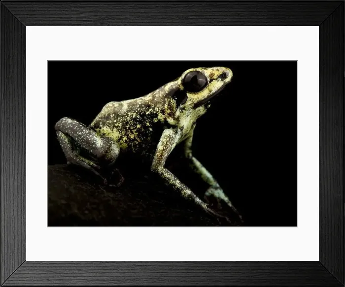 Framed Print : Golden Poison Frog (Phyllobates terribilis) Framed Print : Golden Poison Frog (Phyllobates terribilis)