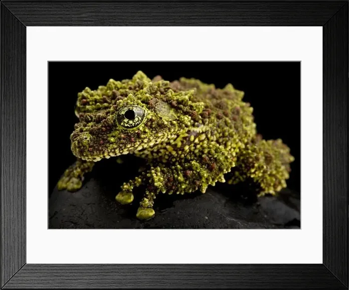 Framed Print : Vietnamese Mossy Frog (Theloderma corticale) Framed Print : Vietnamese Mossy Frog (Theloderma corticale)