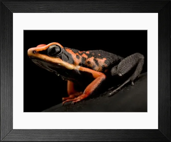 Framed Print : Silverstones poison frog (Amereega silverstonei) Framed Print : Silverstones poison frog (Amereega silverstonei)