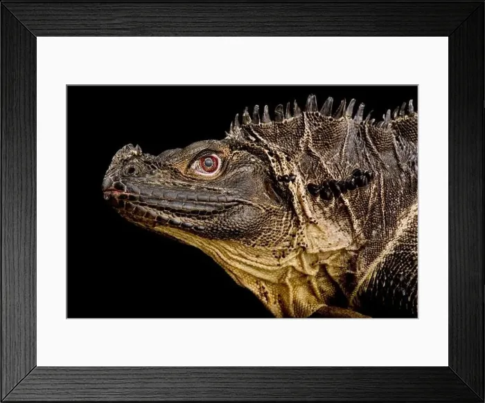 Framed Print : Sulawesi Sailfin Lizard (Hydrosaurus microlophus) Framed Print : Sulawesi Sailfin Lizard (Hydrosaurus microlophus)