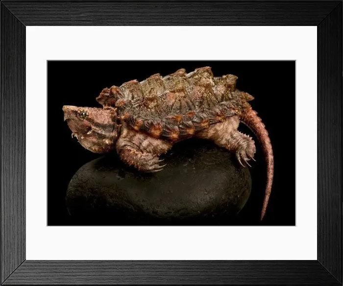 Framed Print : Alligator Snapping Turtle (Macrochelys temminckii) Framed Print : Alligator Snapping Turtle (Macrochelys temminckii)