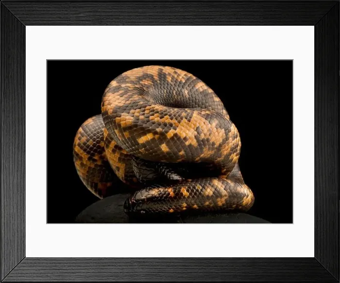 Framed Print : African Burrowing Python (Calabria reinhardtii) Framed Print : African Burrowing Python (Calabria reinhardtii)