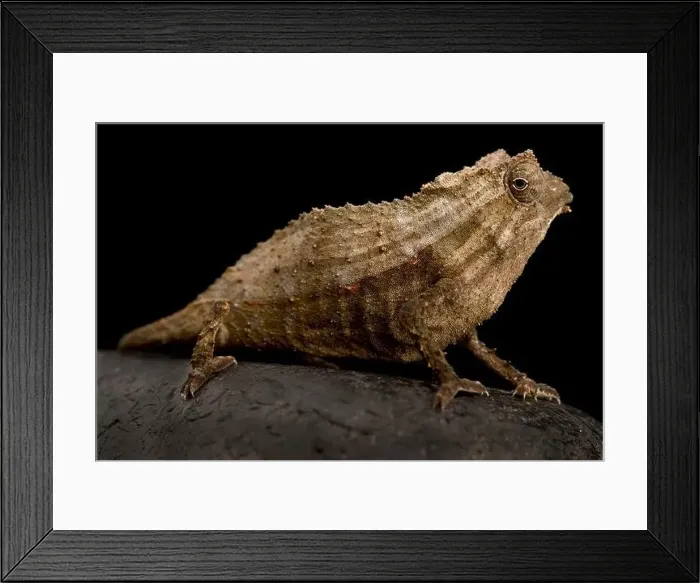 Framed Print : Bearded Pygmy Chameleon (Rieppeleon brevicaudatus) Framed Print : Bearded Pygmy Chameleon (Rieppeleon brevicaudatus)