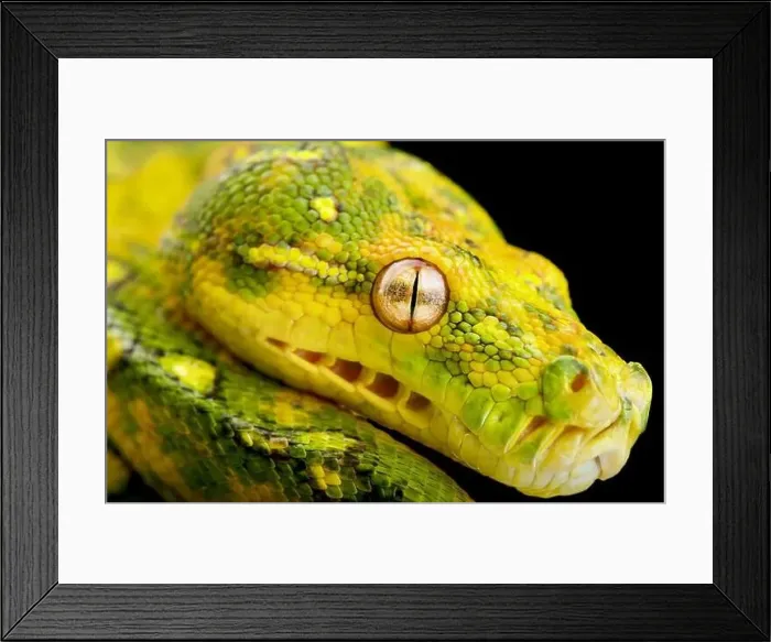 Framed Print : Northern Green Tree Python (Morelia azurea) Framed Print : Northern Green Tree Python (Morelia azurea)