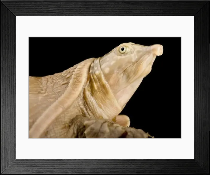 Framed Print : Senegal Flapshell turtle (Cyclanorbis senegalensis) Framed Print : Senegal Flapshell turtle (Cyclanorbis senegalensis)