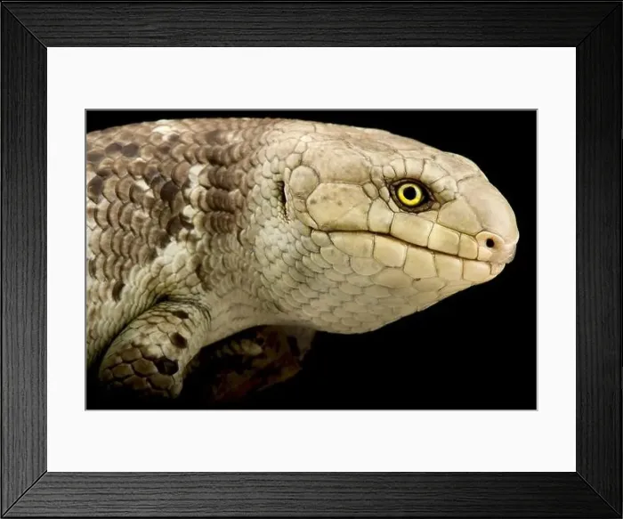 Framed Print : Solomon Islands Skink (Corucia zebrata) Framed Print : Solomon Islands Skink (Corucia zebrata)