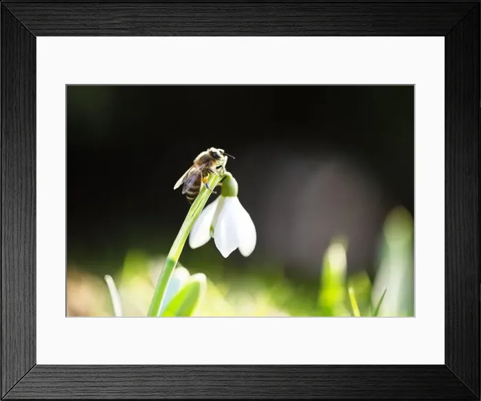 Framed Print : A working bee collecting pollen on a white snowdrop flower on spring meadow. Macro photography Framed Print : A working bee collecting pollen on a white snowdrop flower on spring meadow. Macro photography