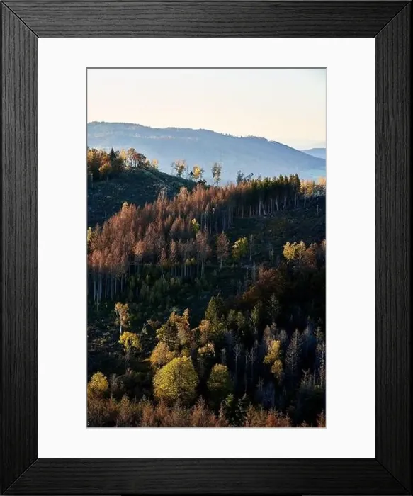 Framed Print : Brown Trees in Sunset at Harz Mountains Framed Print : Brown Trees in Sunset at Harz Mountains