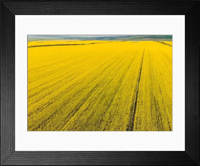 Framed Print : Yellow rapeseed field with evening light. Aerial view with field textures Framed Print : Yellow rapeseed field with evening light. Aerial view with field textures