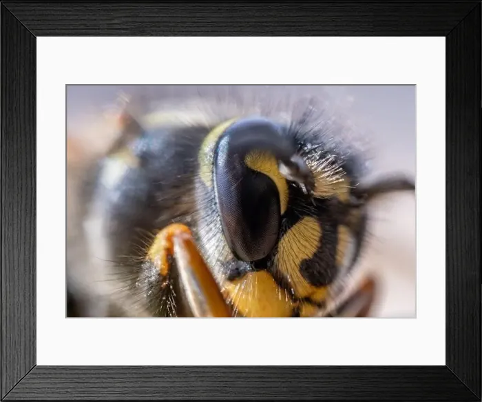 Framed Print : Super macro, extreme close up of a wasp Framed Print : Super macro, extreme close up of a wasp