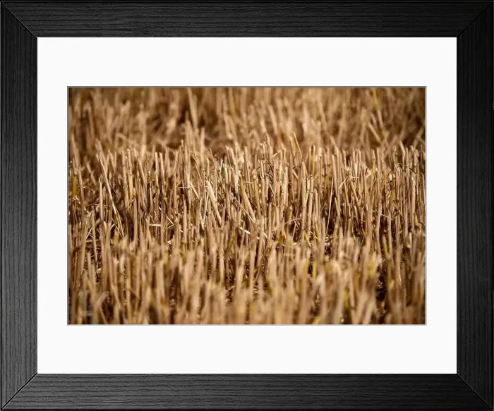 Framed Print : harvest of wheat almost finished Framed Print : harvest of wheat almost finished
