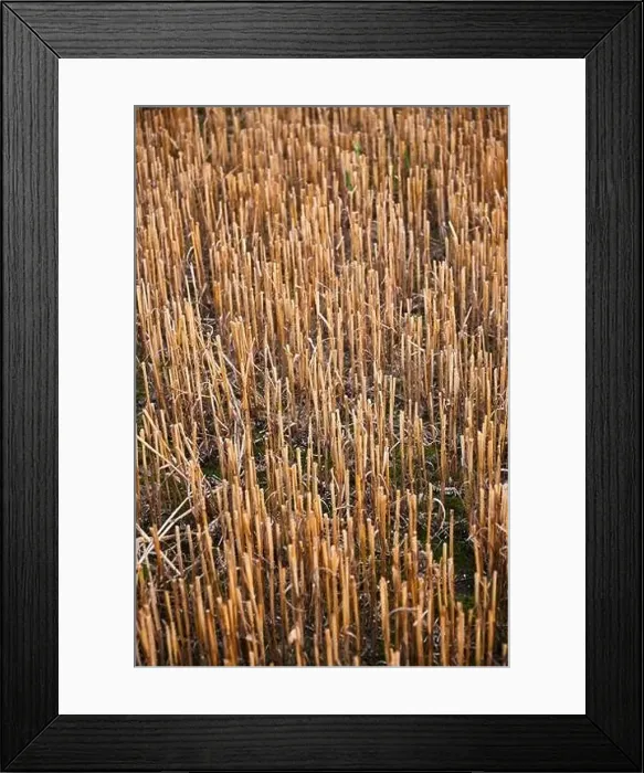 Framed Print : harvest of wheat almost finished Framed Print : harvest of wheat almost finished