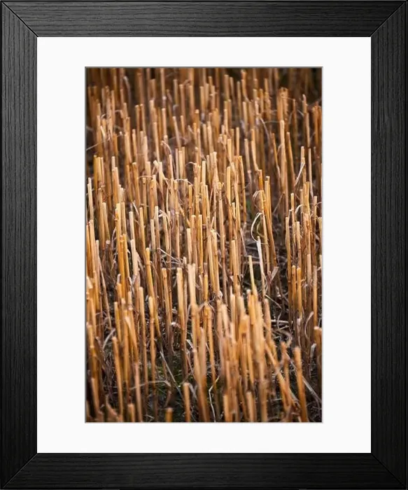 Framed Print : harvest of wheat almost finished Framed Print : harvest of wheat almost finished