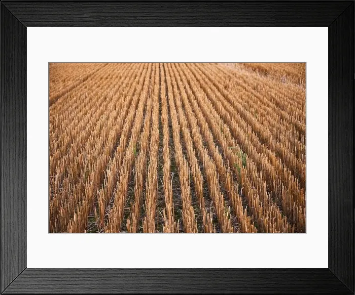 Framed Print : harvest of wheat almost finished Framed Print : harvest of wheat almost finished