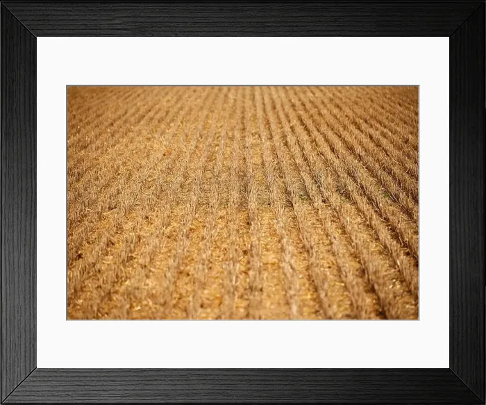 Framed Print : harvest of wheat almost finished Framed Print : harvest of wheat almost finished