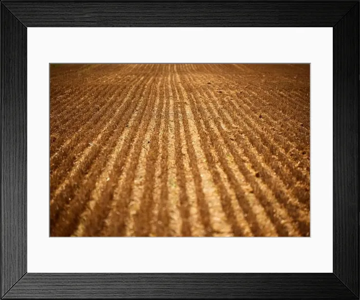 Framed Print : harvest of wheat almost finished Framed Print : harvest of wheat almost finished