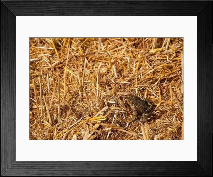 Framed Print : harvest of wheat almost finished Framed Print : harvest of wheat almost finished
