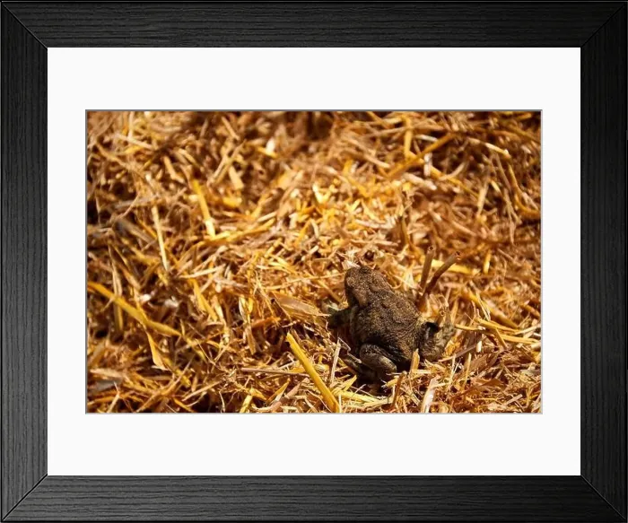 Framed Print : harvest of wheat almost finished Framed Print : harvest of wheat almost finished