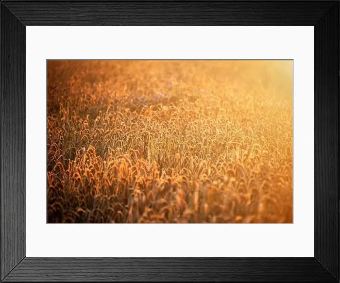 Framed Print : harvest of wheat almost finished Framed Print : harvest of wheat almost finished