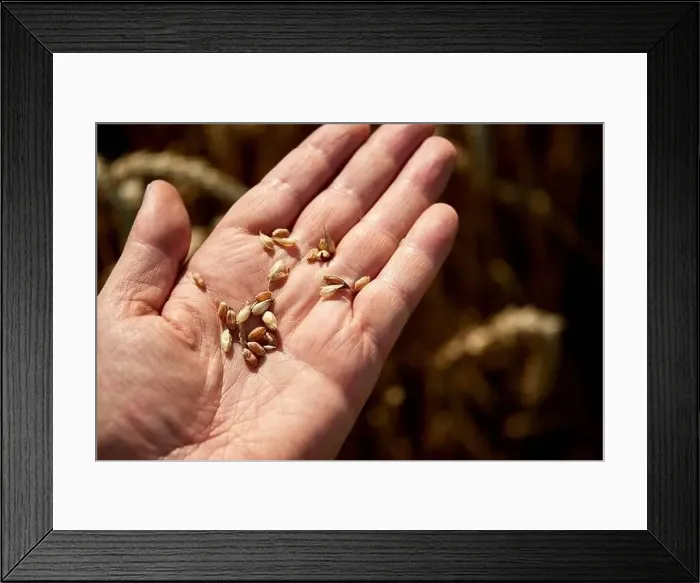 Framed Print : harvest of wheat almost finished Framed Print : harvest of wheat almost finished