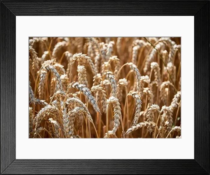 Framed Print : harvest of wheat almost finished Framed Print : harvest of wheat almost finished