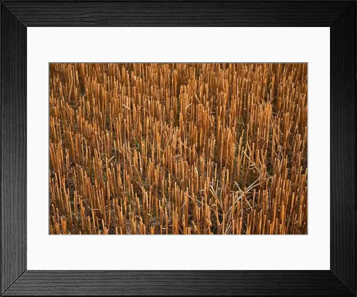 Framed Print : harvest of wheat almost finished Framed Print : harvest of wheat almost finished