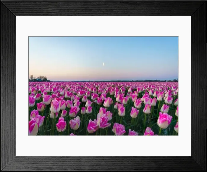 Framed Print : Sunrise landscapes of a pink tulip field in Keukenhof, Lisse at sunrise in Netherlands Framed Print : Sunrise landscapes of a pink tulip field in Keukenhof, Lisse at sunrise in Netherlands