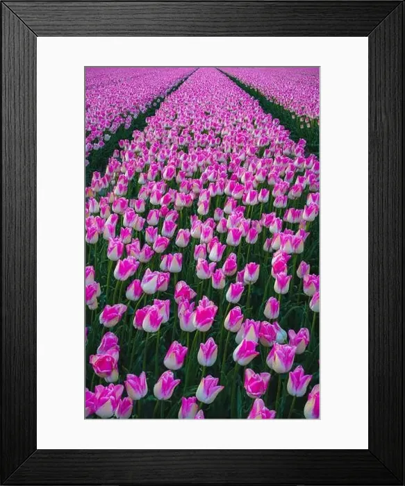 Framed Print : Sunrise landscapes of a pink tulip field in Keukenhof, Lisse at sunrise in Netherlands Framed Print : Sunrise landscapes of a pink tulip field in Keukenhof, Lisse at sunrise in Netherlands