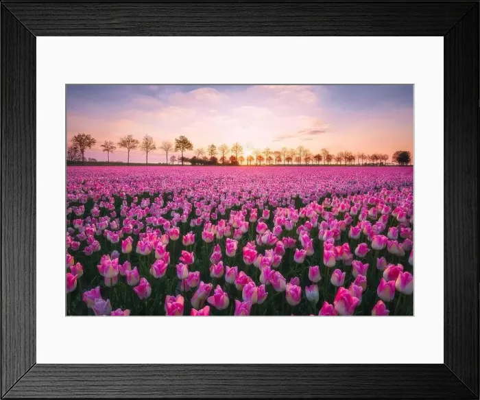 Framed Print : Sunrise landscapes of a pink tulip field in Keukenhof, Lisse at sunrise in Netherlands Framed Print : Sunrise landscapes of a pink tulip field in Keukenhof, Lisse at sunrise in Netherlands