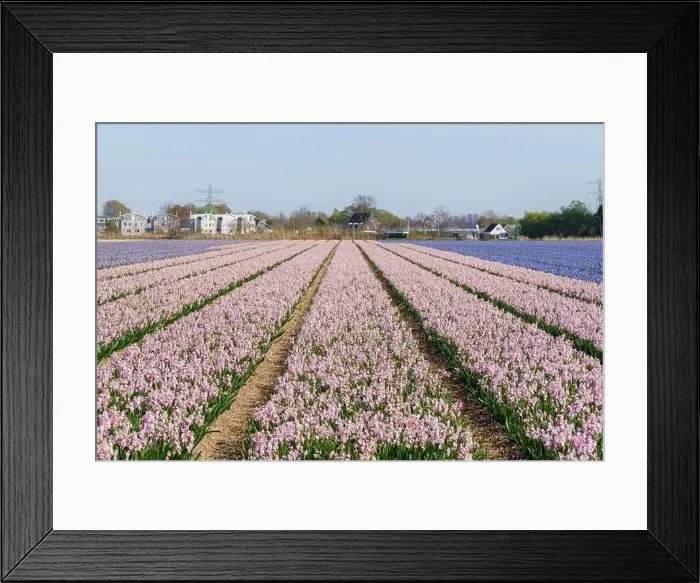 Framed Print : colorful hyacinth fields in Keukenhof, Lisse at dusk in Netherlands Framed Print : colorful hyacinth fields in Keukenhof, Lisse at dusk in Netherlands