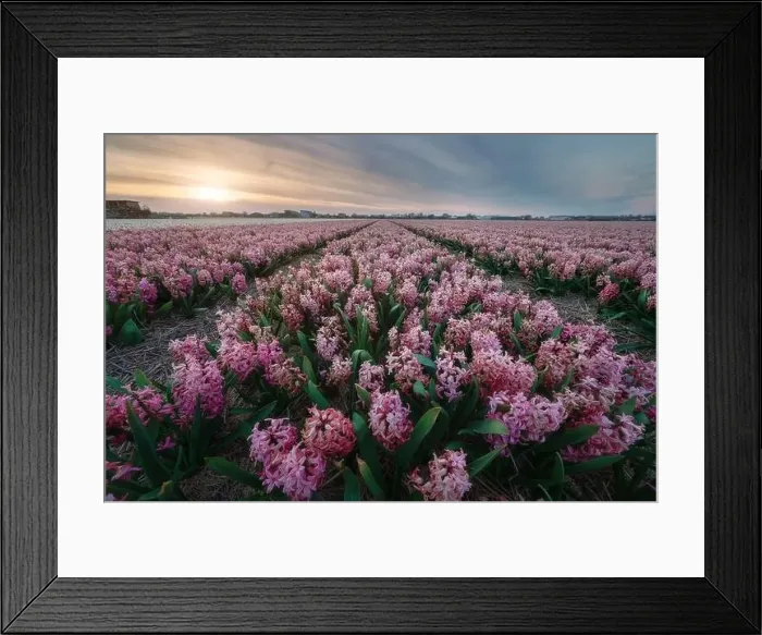 Framed Print : colorful hyacinth fields in Keukenhof, Lisse at dusk in Netherlands