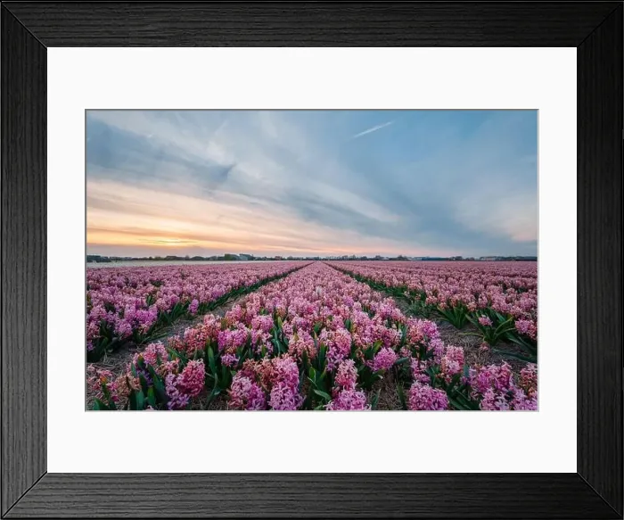 Framed Print : colorful hyacinth fields in Keukenhof, Lisse at dusk in Netherlands Framed Print : colorful hyacinth fields in Keukenhof, Lisse at dusk in Netherlands
