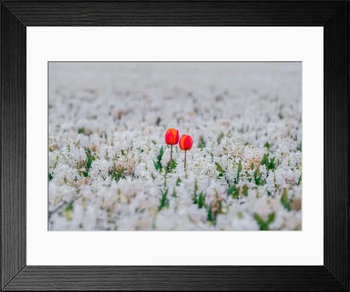Framed Print : Red tulip flowers in the white hyacinth fields in Keukenhof, Lisse at dusk in Netherlands Framed Print : Red tulip flowers in the white hyacinth fields in Keukenhof, Lisse at dusk in Netherlands