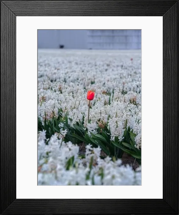 Framed Print : Red tulip flowers in the white hyacinth fields in Keukenhof, Lisse at dusk in Netherlands Framed Print : Red tulip flowers in the white hyacinth fields in Keukenhof, Lisse at dusk in Netherlands