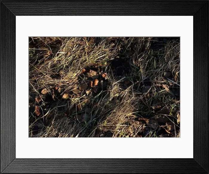 Framed Print : Dry wild grass texture aerial view. Natural background of field with dry grass and fooliage from drone view Framed Print : Dry wild grass texture aerial view. Natural background of field with dry grass and fooliage from drone view