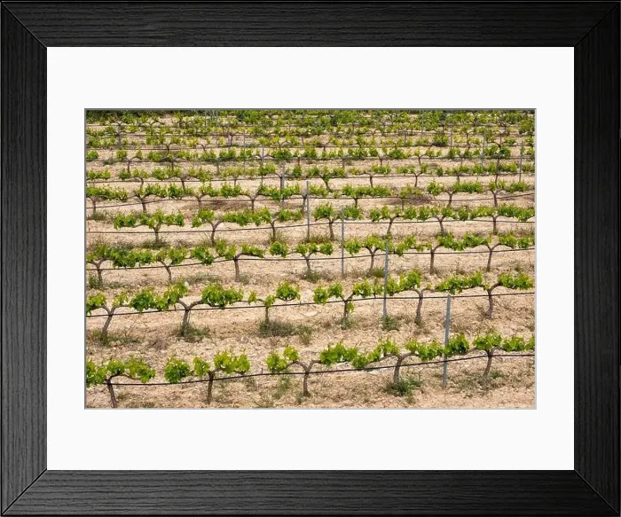 Framed Print : rows of vines in a vineyard seen from above in the Terra Alta region in the province of Tarragona in Spain Framed Print : rows of vines in a vineyard seen from above in the Terra Alta region in the province of Tarragona in Spain
