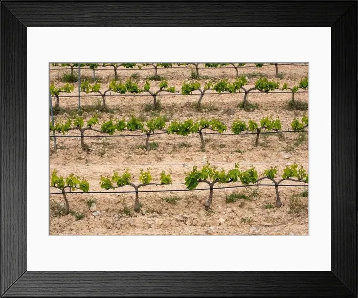 Framed Print : rows of vines in a vineyard seen from above in the Terra Alta region in the province of Tarragona in Spain Framed Print : rows of vines in a vineyard seen from above in the Terra Alta region in the province of Tarragona in Spain