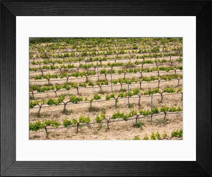 Framed Print : rows of vines in a vineyard seen from above in the Terra Alta region in the province of Tarragona in Spain Framed Print : rows of vines in a vineyard seen from above in the Terra Alta region in the province of Tarragona in Spain