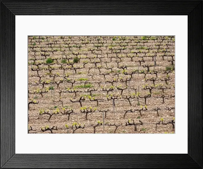 Framed Print : rows of vines in a vineyard seen from above in the Terra Alta region in the province of Tarragona in Spain Framed Print : rows of vines in a vineyard seen from above in the Terra Alta region in the province of Tarragona in Spain
