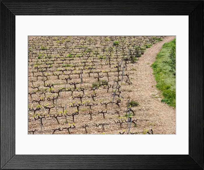 Framed Print : rows of vines in a vineyard seen from above in the Terra Alta region in the province of Tarragona in Spain Framed Print : rows of vines in a vineyard seen from above in the Terra Alta region in the province of Tarragona in Spain