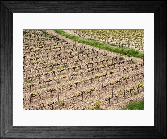 Framed Print : rows of vines in a vineyard seen from above in the Terra Alta region in the province of Tarragona in Spain Framed Print : rows of vines in a vineyard seen from above in the Terra Alta region in the province of Tarragona in Spain