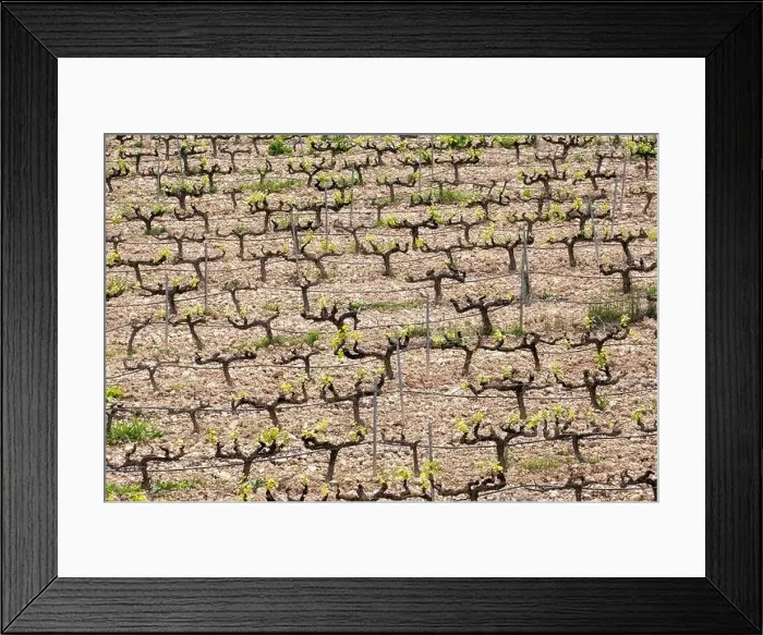 Framed Print : rows of vines in a vineyard seen from above in the Terra Alta region in the province of Tarragona in Spain Framed Print : rows of vines in a vineyard seen from above in the Terra Alta region in the province of Tarragona in Spain