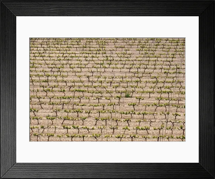 Framed Print : rows of vines in a vineyard seen from above in the Terra Alta region in the province of Tarragona in Spain Framed Print : rows of vines in a vineyard seen from above in the Terra Alta region in the province of Tarragona in Spain
