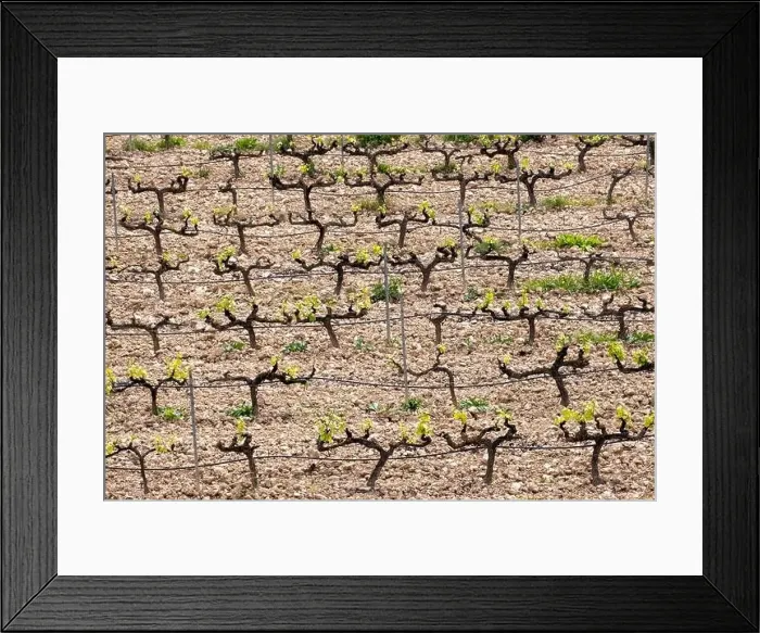 Framed Print : rows of vines in a vineyard seen from above in the Terra Alta region in the province of Tarragona in Spain Framed Print : rows of vines in a vineyard seen from above in the Terra Alta region in the province of Tarragona in Spain