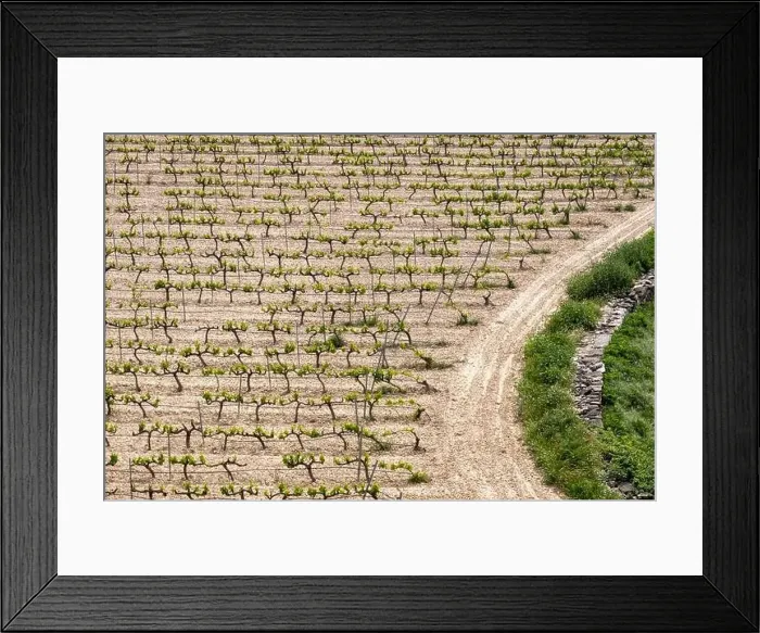 Framed Print : rows of vines in a vineyard seen from above in the Terra Alta region in the province of Tarragona in Spain Framed Print : rows of vines in a vineyard seen from above in the Terra Alta region in the province of Tarragona in Spain