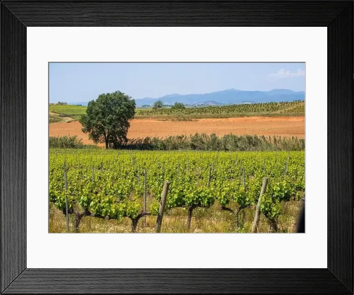 Framed Print : Vineyards in the spring in the Subirats wine region in the province of Barcelona Framed Print : Vineyards in the spring in the Subirats wine region in the province of Barcelona