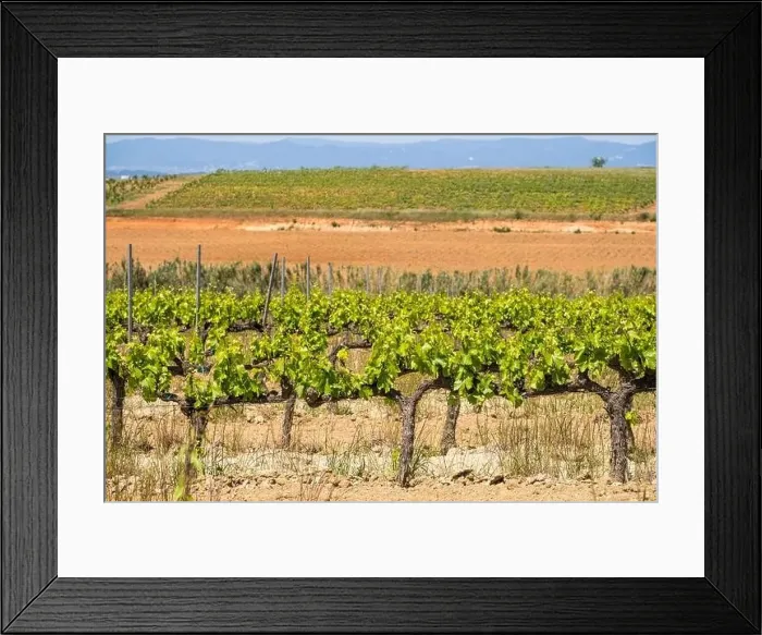 Framed Print : Vineyards in the spring in the Subirats wine region in the province of Barcelona Framed Print : Vineyards in the spring in the Subirats wine region in the province of Barcelona