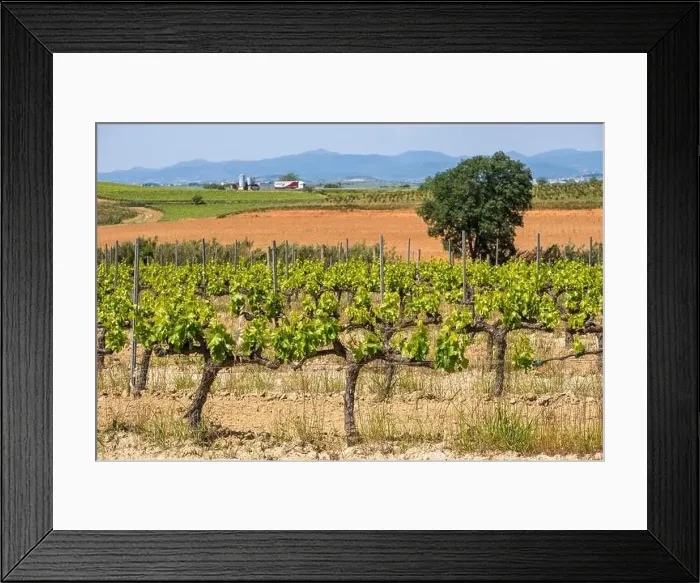 Framed Print : Vineyards in the spring in the Subirats wine region in the province of Barcelona Framed Print : Vineyards in the spring in the Subirats wine region in the province of Barcelona