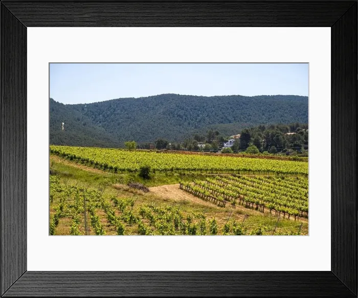 Framed Print : Vineyards in the spring in the Subirats wine region in the province of Barcelona Framed Print : Vineyards in the spring in the Subirats wine region in the province of Barcelona
